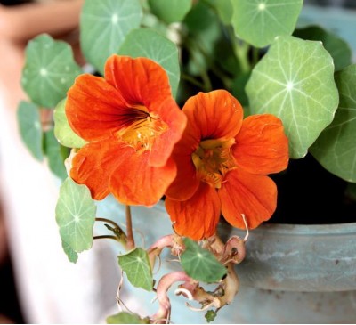 Nasturtium Scarlet Brilliance 